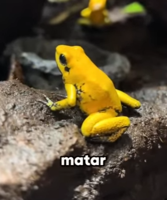 G2712012 Los Animales Más Peligroso de Sudamérica (Parte 2)