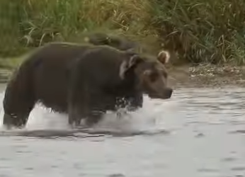 G2712004 Los Animales Más Peligrosos de Rusia (Parte 2)