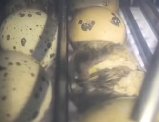 G2712013 Los Huevos Más Raros del Reino Animal (Parte 2)