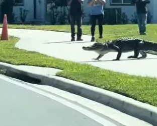 G2712007 Los Animales Más Peligrosos de Estados Unido (Parte 2)