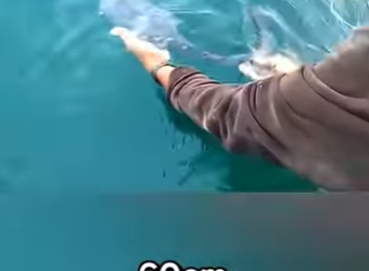 G2712002 De Pequeño Grande Transformación Animal (Parte 2)