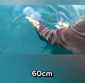 G2712002 De Pequeño Grande Transformación Animal (Parte 2)