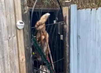 R2712006 Zorros rescatados (Parte 2)