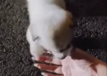 V0102007 Tiny paws, big comeback.