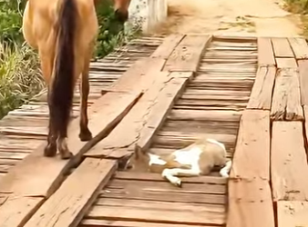 R2712014 Caballo de rescate (Parte 2)