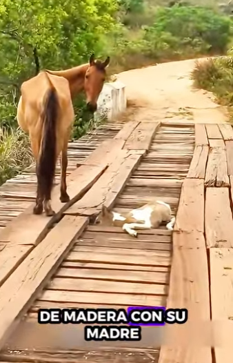 R2712014 Caballo de rescate (Parte 2)