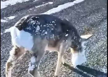 R2712005 Rescate de corzos (Parte 2)