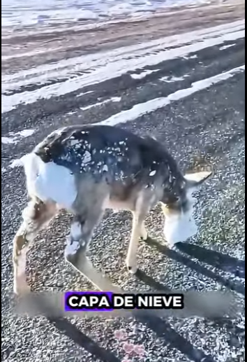 R2712005 Rescate de corzos (Parte 2)