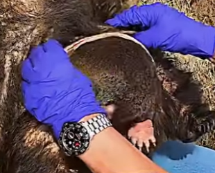 R2712009 wombats de rescate (Parte 2)