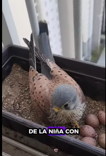 R2712019 La madre cernícalo decidió dar luz un bebé establecerse en la (Parte 2)