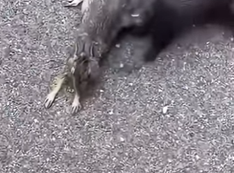 R2712001 Conejo rescatado (Parte 2)