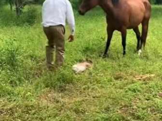 R2712017 Caballo de rescate (Parte 2)