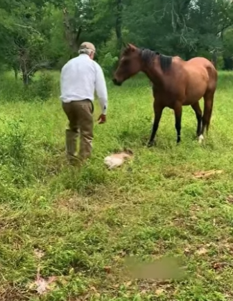 R2712017 Caballo de rescate (Parte 2)