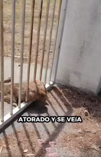 R2712004 Rescate de ciervos (Parte 2)