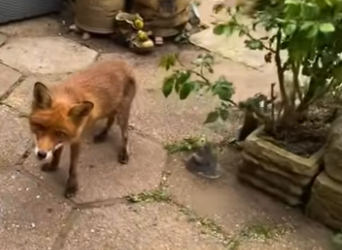 R2712016 Zorros rescatados (Parte 2)