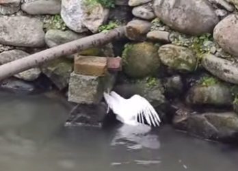 R2712021 Palomas de rescate (Parte 2)