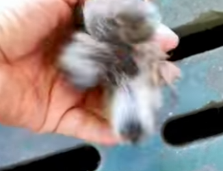 R2712008 Rescatar la tórtola (Parte 2)