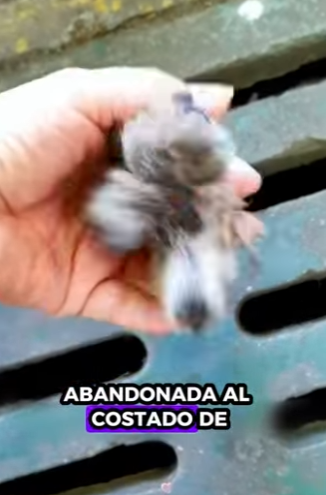 R2712008 Rescatar la tórtola (Parte 2)