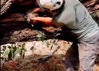 R2712003 Rescatar al mapache (Parte 2)