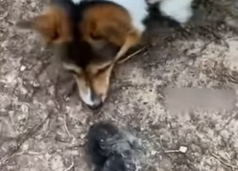 R2712007 Serval de rescate (Parte 2)