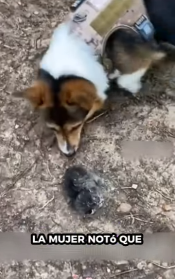 R2712007 Serval de rescate (Parte 2)