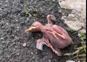 R2712018 Rescatar al pájaro (Parte 2)