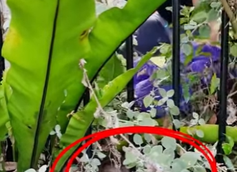 R2712013 Zarigüeyas de rescate (Parte 2)