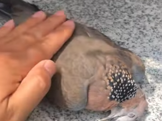 R2712011 Rescatar la tórtola (Parte 2)