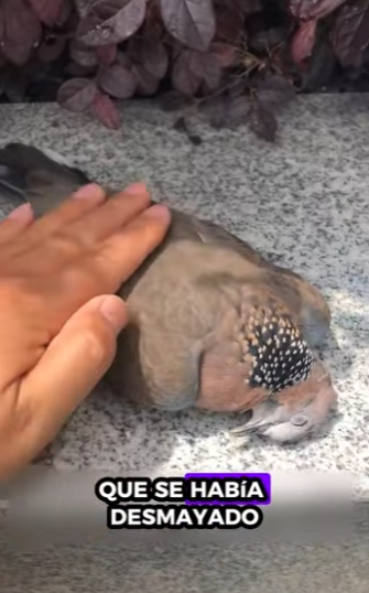 R2712011 Rescatar la tórtola (Parte 2)