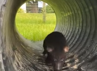 R2712012 Hienas rescatadas (Parte 2)