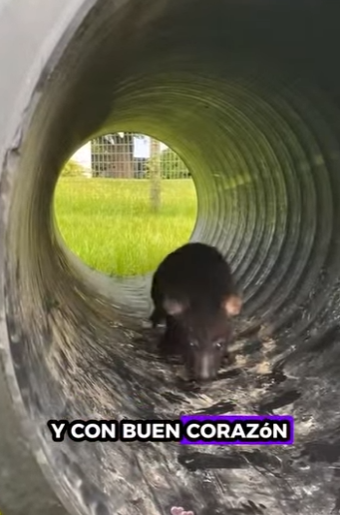 R2712012 Hienas rescatadas (Parte 2)