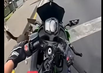 V2712012 motociclista se encontró con un amigo inesperado (Parte 2)