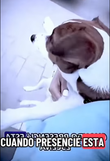 V2712008 este perrito fue rescatado le dieron otra oportunidad de vivir (Parte 2)