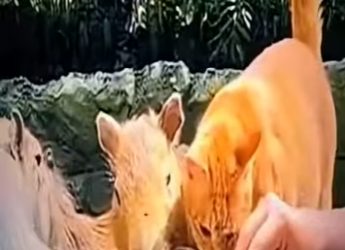 V2712006 este gato cree que es un capibara (Parte 2)