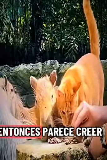 V2712006 este gato cree que es un capibara (Parte 2)