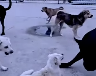 V2712014 cuando el jefe llega todos se calman(Parte 2)