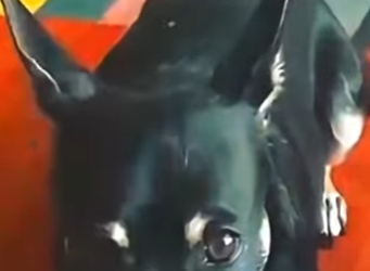 V2712002 encontraron el alma gemela de su perrito fallecido (Parte 2)