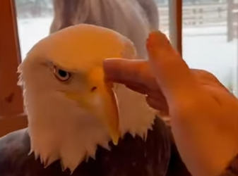 Z2412009 He saved an eagle (Part 2)