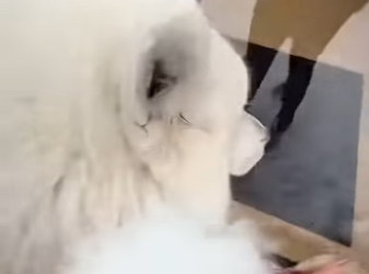 Z2412010 wolf stole my bag for (Part 2)