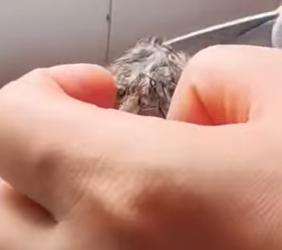 R0102006_A fragile soul finally safe (Part 2)