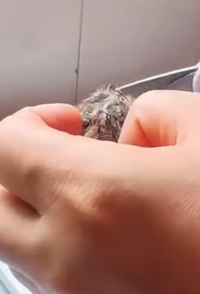 R0102006_A fragile soul finally safe (Part 2)