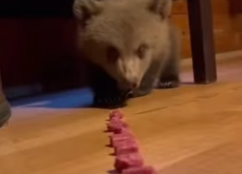 Z2412012 tiny bear cub through my cabin window in raging blizzard (Parte 2)