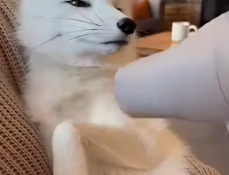 Z2412014 fox encountered difficulties (Parte 2)