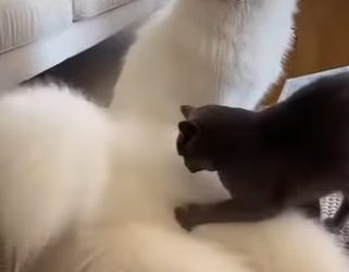 Z2412008 saved fox (Part 2)