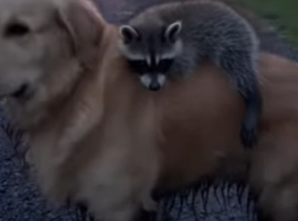 Z2412011 found tiny raccoon in ditch (Part 2)