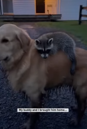 Z2412011 found tiny raccoon in ditch (Part 2)