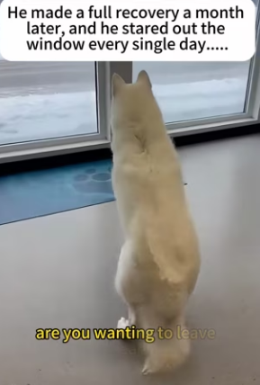 Z2412006 wolf jumped car in front (Part 2)