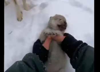 Z2412005 wolf hopped onto my car! (Part 2)