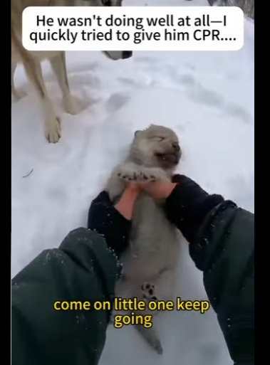 Z2412005 wolf hopped onto my car! (Part 2)