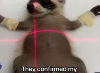 Z2712001 Vet says she moved to my yard because her safe place (Part 2)